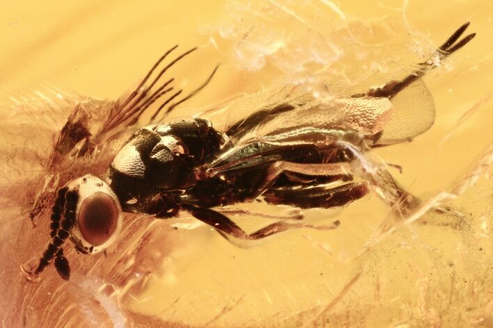 Detailed Fossil Wasp and True Midge in Baltic Amber #275455